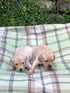 Luxury Waterproof Dog Throw